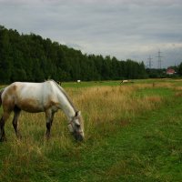 На лугу пасутся ло ... лошади! :: Андрей Лукьянов