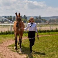 Ахалтекинская лошадь :: Николай Николенко