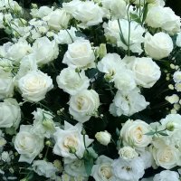 Белые розы. :: Зоя Чария