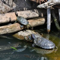 Красноухие черепахи :: Константин Анисимов