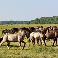 Кемерский национальный парк. :: Liudmila LLF
