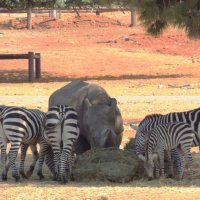 Трапеза  носорог в окружении зебр :: Гала 