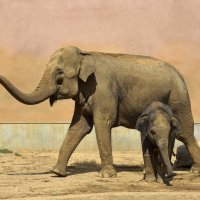 Слоненок с мамой :: Нина Синица