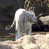 Белый тигр, он призрак из чащи. :: Андрей Иванович (Aivanovich-2009)