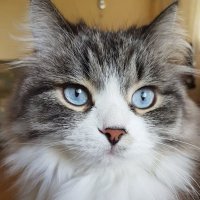 Кот с голубыми глазами. :: Ольга 