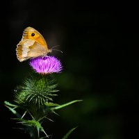 Бабочка :: Lyudmyla Pokryshen
