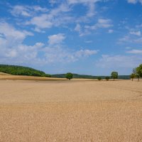 Пшеница :: Lyudmyla Pokryshen