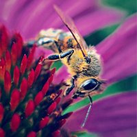 Пчела на эхинацее :: Ксения OKDMUSE