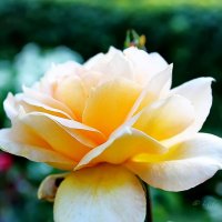 Чайная роза. :: Liudmila LLF