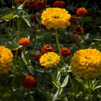Цветы в парке КГУ :: Валентин Семчишин
