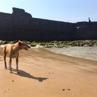 Собака на пляже :: Марина 