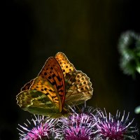 Бабочки на медоносе :: Oleg S 