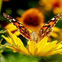 летние бабочки 4 :: Александр Прокудин
