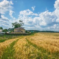 Поле у села М.Седельниково :: Ольга Соколова