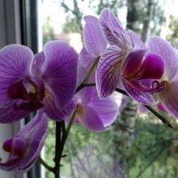 знакомые орхидеи :: Anna-Sabina Anna-Sabina