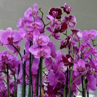 Толпа орхидей :: Светлана 