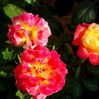 Розы на закате... :: Тамара (st.tamara)