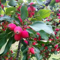 Райские яблочки Пюхтицкого женского монастыря :: veera v