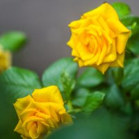 Жёлтая роза :: Евгений Мухин