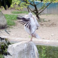 pelican :: п.с.ю 