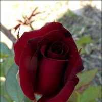 Августовская роза :: Нина Корешкова