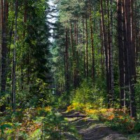 Летом в лесу :: Юрий Бичеров