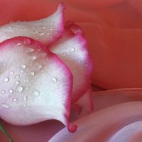 Розовые розы... :: Зинаида Каширина