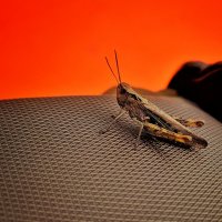 Grasshopper :: Денис Григорьев