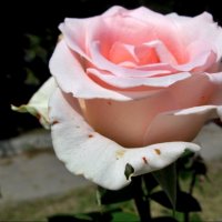 Августовская роза :: Нина Корешкова