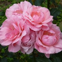 Розовые розы :: Лидия Бусурина