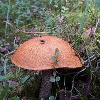 "Этот гриб — любимец мой, Очень стройный и прямой..." :: Ольга И