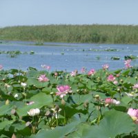 Долина лотосов в Астрахани в дельте Волги. :: Наиля 