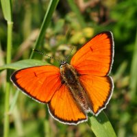 августовские бабочки 3 :: Александр Прокудин