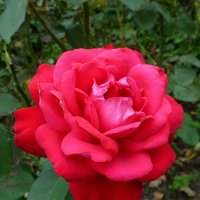 Роза красная :: Лидия Бусурина