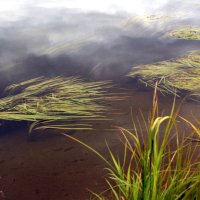 Трава в воде. :: Галина Полина