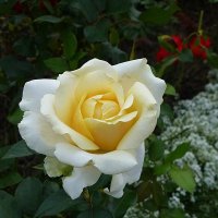 Сияние белой розы :: Лидия Бусурина