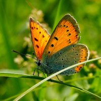 Червонец непарный Lycaena dispar (Haworth, 1803) :: Александр Прокудин