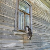 кошачья жизнь :: Елена Шаламова