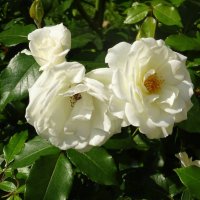 Очарование белых роз :: Наталья Цыганова 