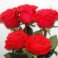 Красные розы в капельках-- для друзей! Счастья Вам и любви! :: Натала ***