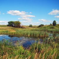 Открытый летний пейзаж с камышовым болотцем на переднем плане и голубым небом с красивыми кучевыми :: Владимир Крышковец