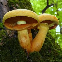 Удивительный мир грибов! Кстати, кто определит, что это за вид? :: Андрей Заломленков