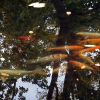 Рыбки в пруду Ботанического сада :: Ольга И