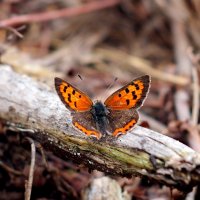 Червонец непарный Lycaena dispar (Haworth, 1803) 5 :: Александр Прокудин