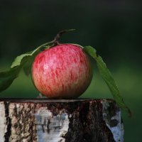 Румяное яблочкко :: Евгения Иванова
