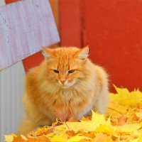 Осенний кот :: Вадим 