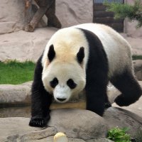 Косолапая панда :: Ольга (crim41evp)