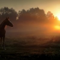 Рассветный конь... :: Андрей Войцехов