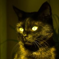 Черный кот :: Cissa Andebo