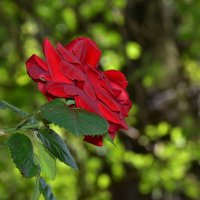 Красная роза в парке :: Cissa Andebo